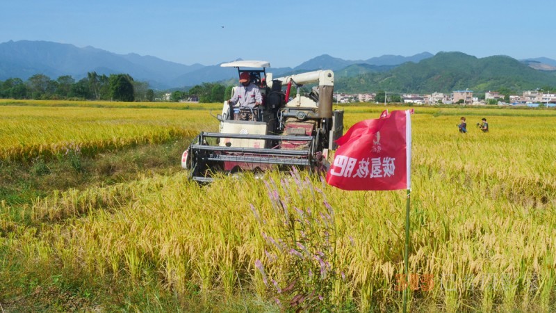 碳氢赋农显成效 核肥助力广东清远丝苗米丰收